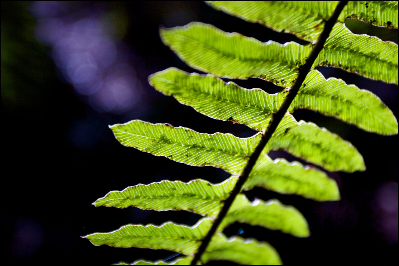 fern