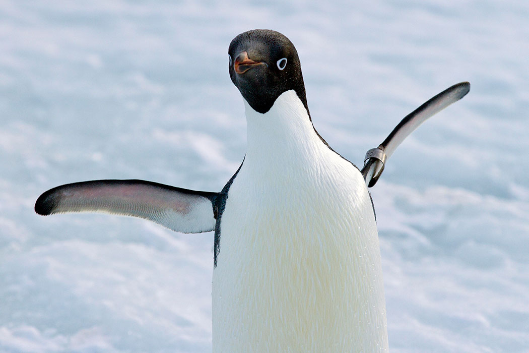 Penguin in Antarctica (Photo credit: Rohan Currey).