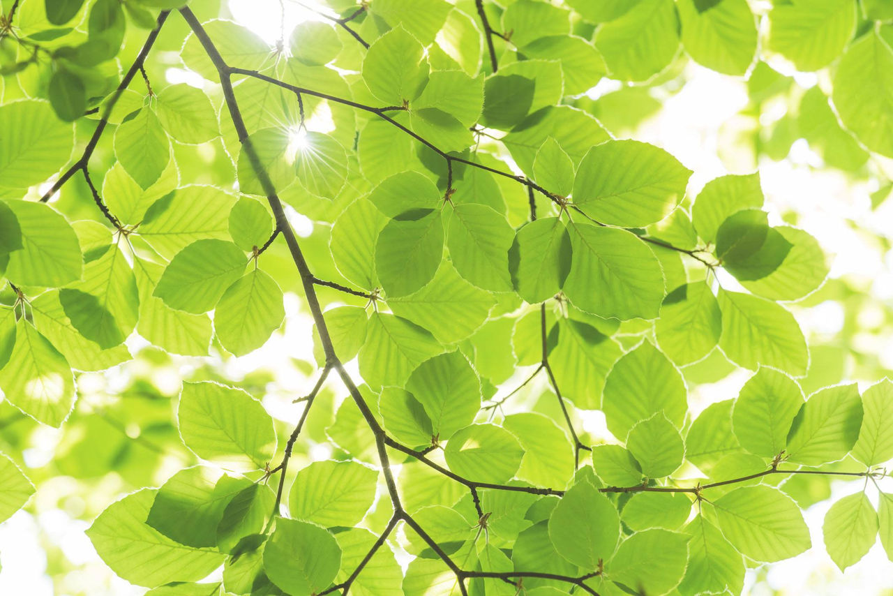 Leaves on a tree